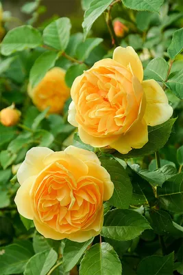 Фотография прекрасной розы грэхэм томас