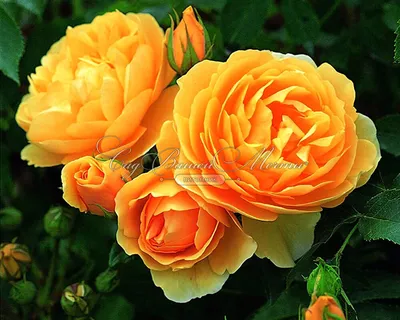 Фотография розы грэхэм томас - jpg формат