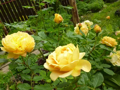 Фото розы грэхэм томас в категории Розы