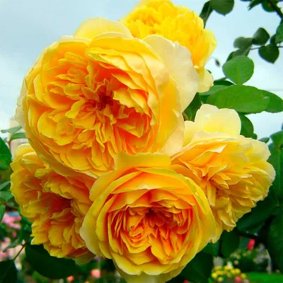 Фото розы грэхэм томас на бесплатное скачивание