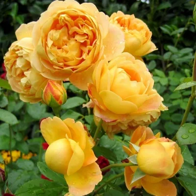 Изображение розы грэхэм томас - формат webp