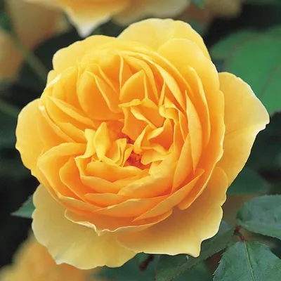 Фотка розы грэхэм томас в высоком разрешении