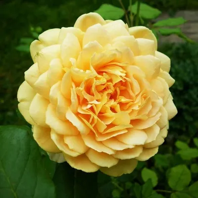 Фото, изображение розы грэхэм томас в формате jpg