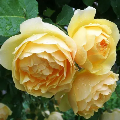 Картинка розы грэхэм томас для скачивания - png