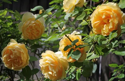 Изображение розы грэхэм томас для бесплатного скачивания