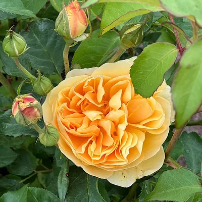 Фотография розы грэхэм томас в формате jpg - скачать