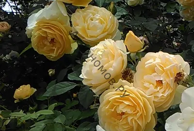 Фото розы грэхэм томас в высоком качестве - png формат