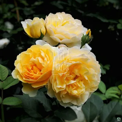 Фото розы грэхэм томас на бесплатное скачивание - jpg