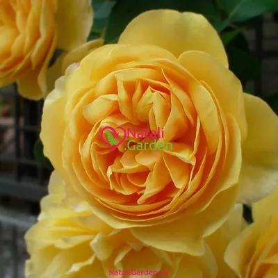 Фотка розы грэхэм томас в высоком разрешении - формат webp