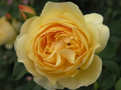 Фото, изображение розы грэхэм томас в формате jpg - скачать