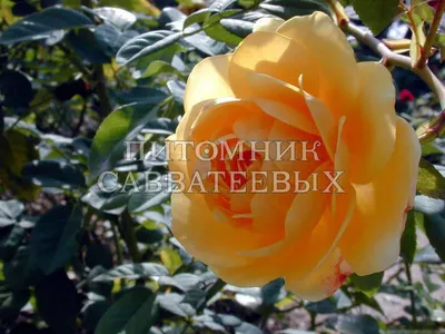 Картинка розы грэхэм томас для скачивания - png формат