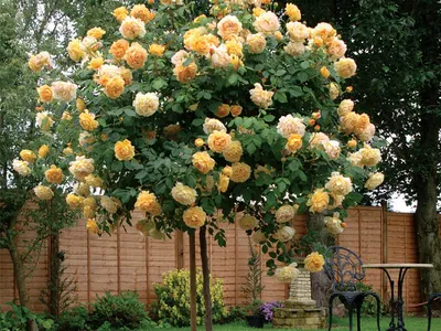 Картинка розы грэхэм томас в высоком разрешении
