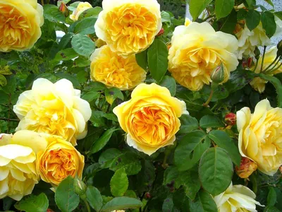 Фото розы грэхэм томас в категории Розы - скачать webp