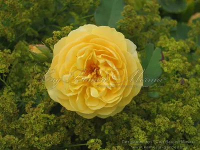 Изображение розы грэхэм томас для бесплатного скачивания - jpg формат