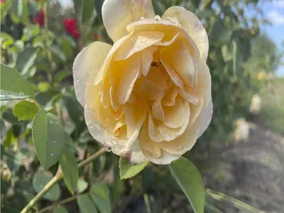 Фотография розы грэхэм томас в формате jpg - скачать png