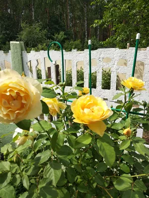 Картинка, фотография розы грэхэм томас - скачать webp формат