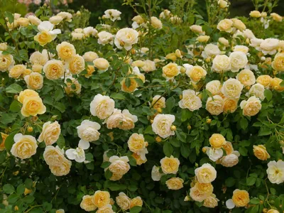 Фото прекрасной розы грэхэм томас в формате webp