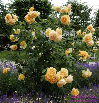 Изображение розы грэхэм томас - скачать jpg