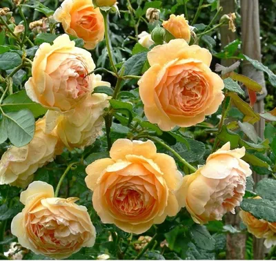 Прекрасная фотография розы грэхэм томас