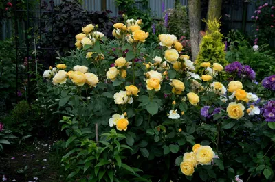 Изображение розы грэхэм томас - формат png