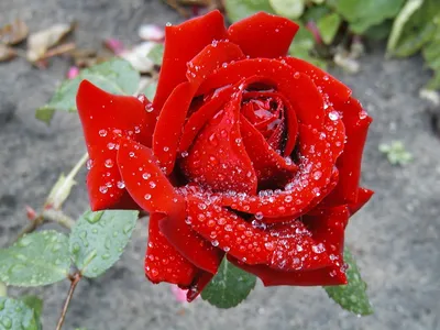 Фото розы Роза гул в формате jpg для скачивания
