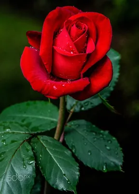 Красивая роза гул в формате png