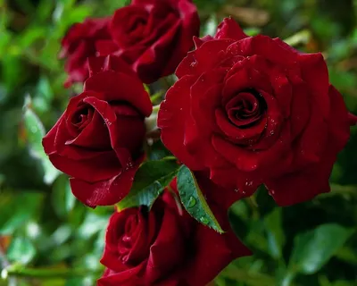 Фото розы гул в формате webp для быстрой загрузки