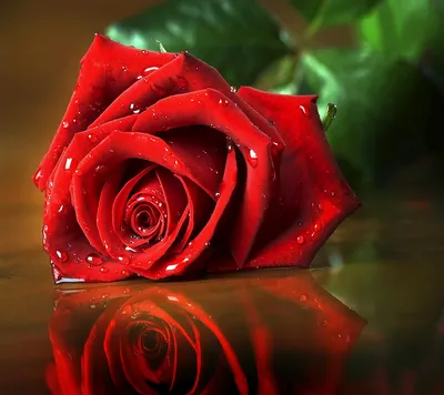 Удивительное изображение розы гул для скачивания