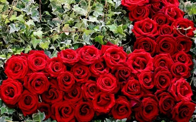 Картинка розы гул с высоким качеством изображения