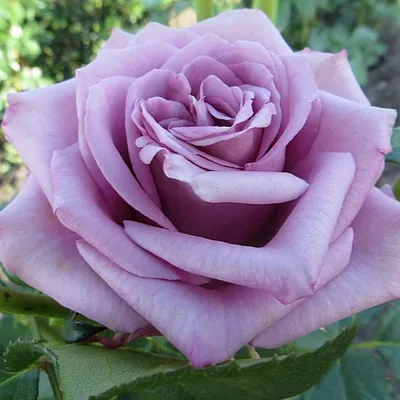 Роза гул: стильное изображение с элегантным видом