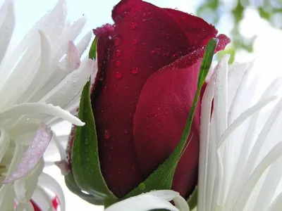 Фотография розы гул в формате webp с удобной сжатием