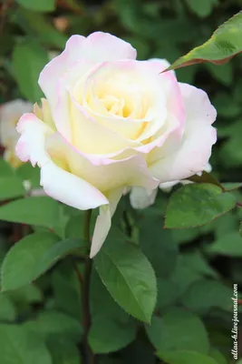 Фото розы гул в jpg формате для печати на холсте