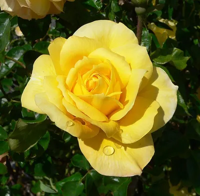 Фотка розы гул с насыщенными цветами и яркостью