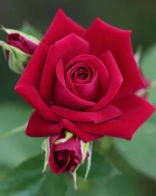 Фотография розы гул в высоком разрешении