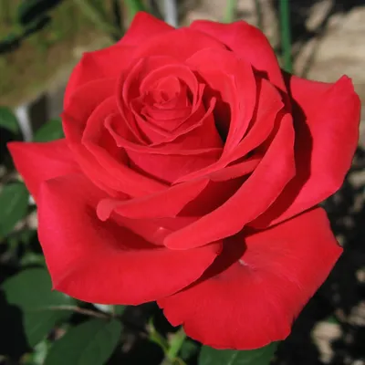 Уникальное изображение розы гул с натуральными и насыщенными цветами