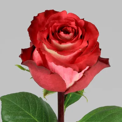 Фото розы Игуаза для украшения