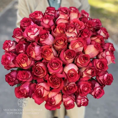 Впечатляющая фотография розы Игуаза