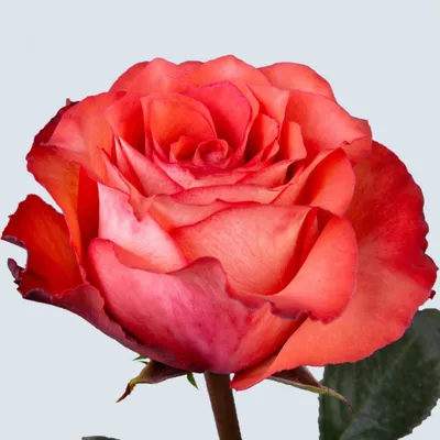 Качественная фотка розы Игуаза