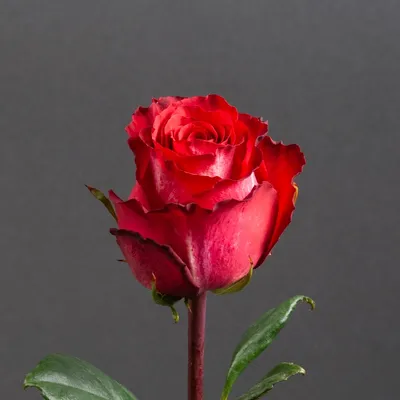 Игуаза роза в формате jpg, png, webp