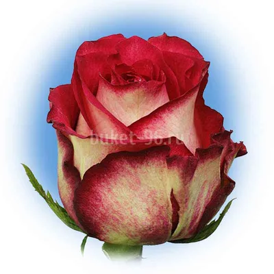 Удивительная фотография розы Игуаза