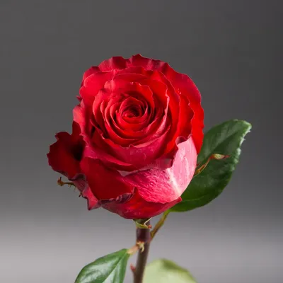 Фото розы Игуаза для скачивания