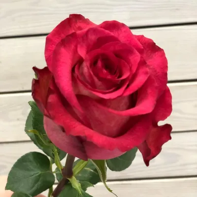 Красота розы Игуаза в разных размерах