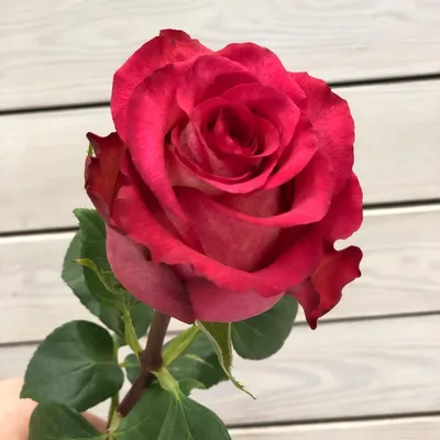 Великолепная фотография розы Игуаза