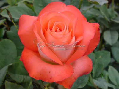 Уникальная картинка розы Игуаза