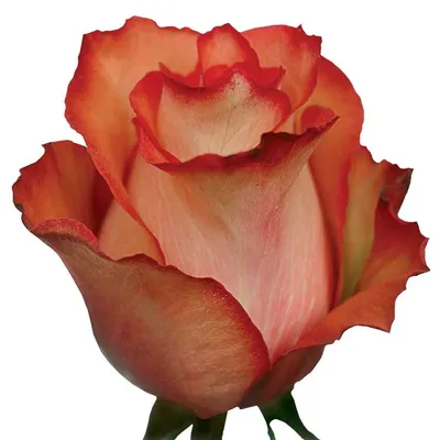 Фото розы Игуаза в стильном формате