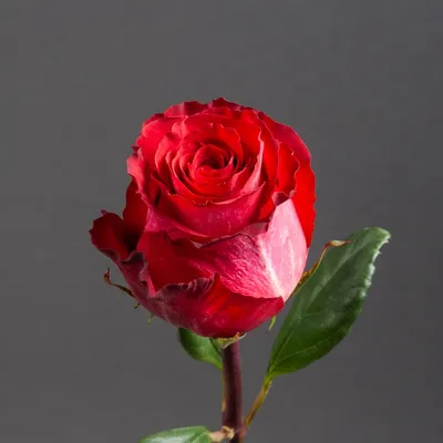 Роза Игуаза в формате jpg по ссылке