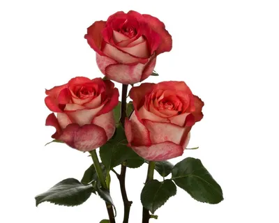 Красивое изображение розы Игуаза в формате jpg