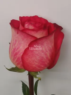 Фото розы Игуаза в формате webp на выбор