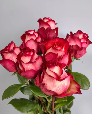 Чудесная фотография розы Игуаза