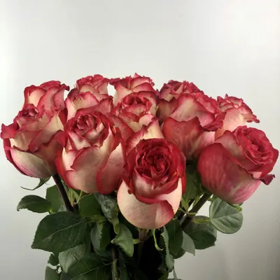 Великолепное изображение Розы Игуаза